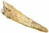 Fossil Pterosaur (Siroccopteryx) Tooth - Morocco #329035-1